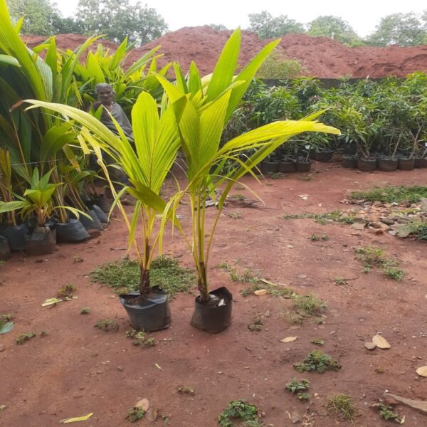 மலேசியன் மஞ்சள் தென்னை கன்று