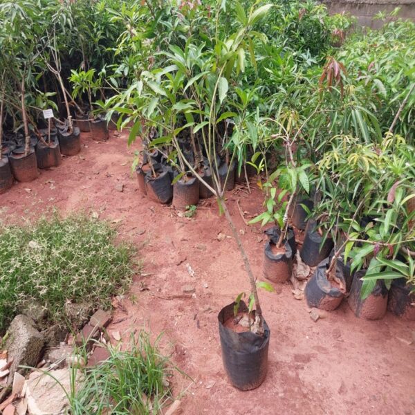 பங்கனப்பள்ளி மாம்பழக் கன்று