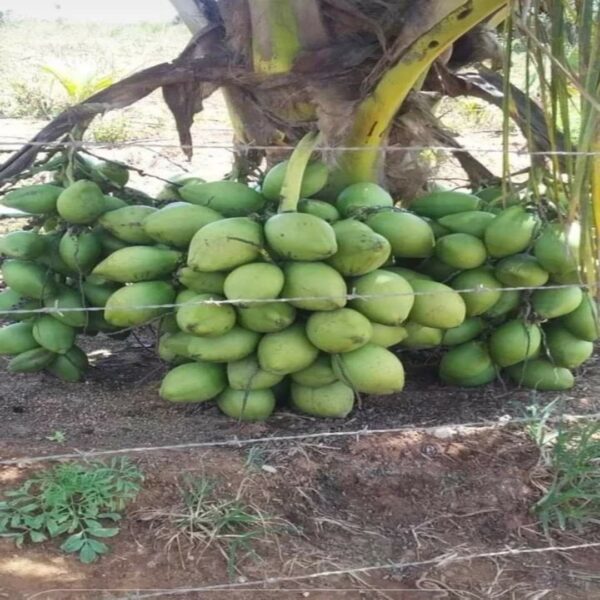 DxT குட்டை நெட்டை தென்னங்கன்று