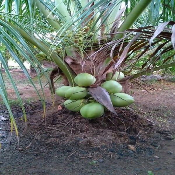 மலேசியன் பச்சை தென்னை கன்று