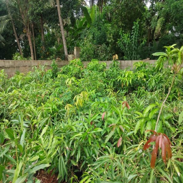 இமாம்பசந்த் மாம்பழக் கன்று