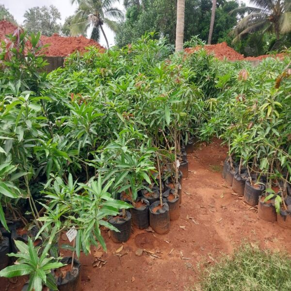 நீலம் மாம்பழக் கன்று