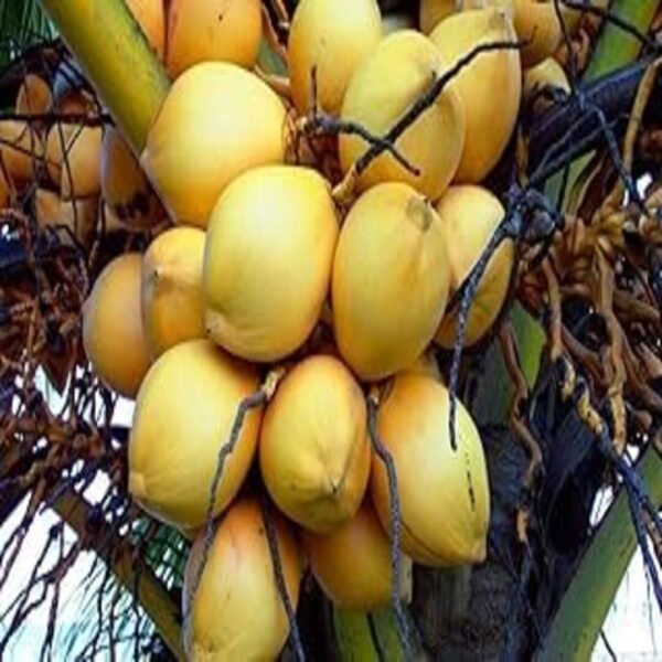 மலேசியன் ஆரஞ்சு தென்னை கன்று